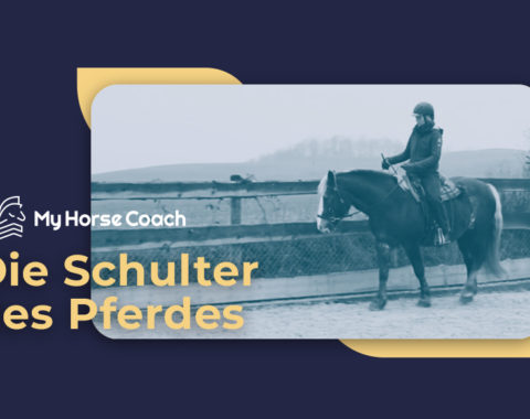 Die Schulter des Pferdes