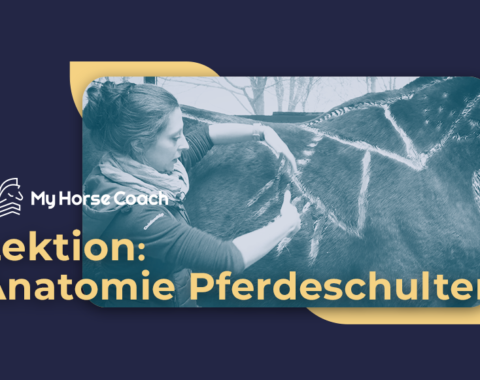 thumbnail pferdeschulter