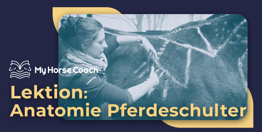 thumbnail pferdeschulter