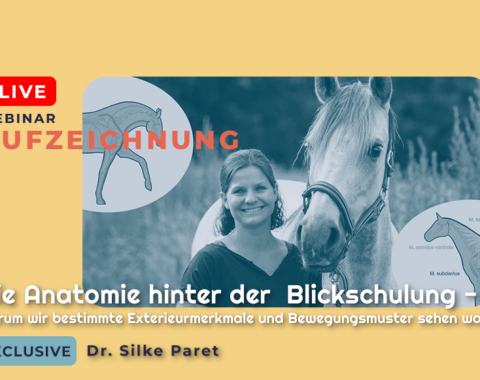 Website_Shop Thumbnail_Silke Paret 1 Aufzeichnung